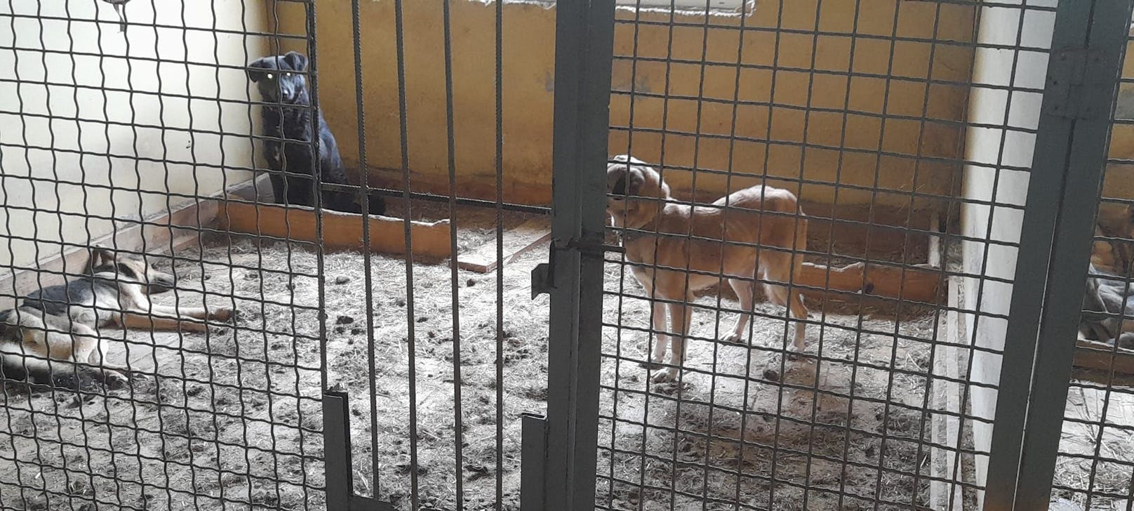 Hunde, die sich noch in einem guten Allgemeinzustand befanden wurden am Montag evakuiert und in sichere Unterkünfte gebracht.