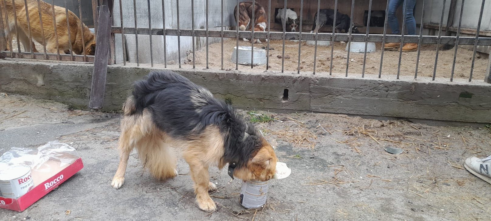 Ein Hund, der überlebt hat.