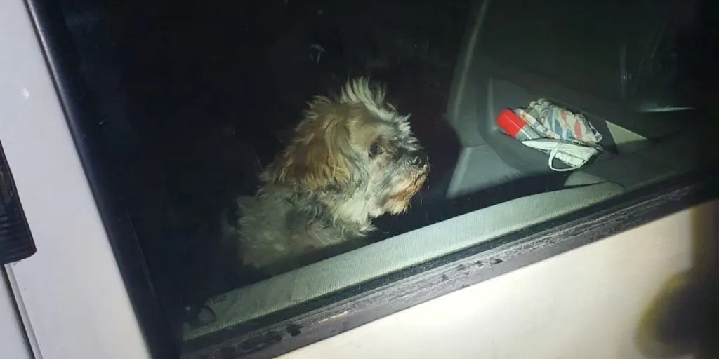 Die Feuerwehr befreite das Hündchen.