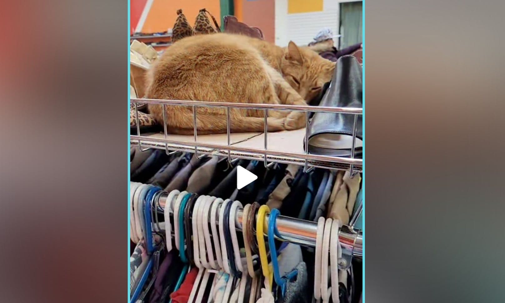 Es handelt sich nämlich um die Katze des Ladenbesitzers, die friedlich ihr Schläfchen zwischen den Vintage-Klamotten hält. 