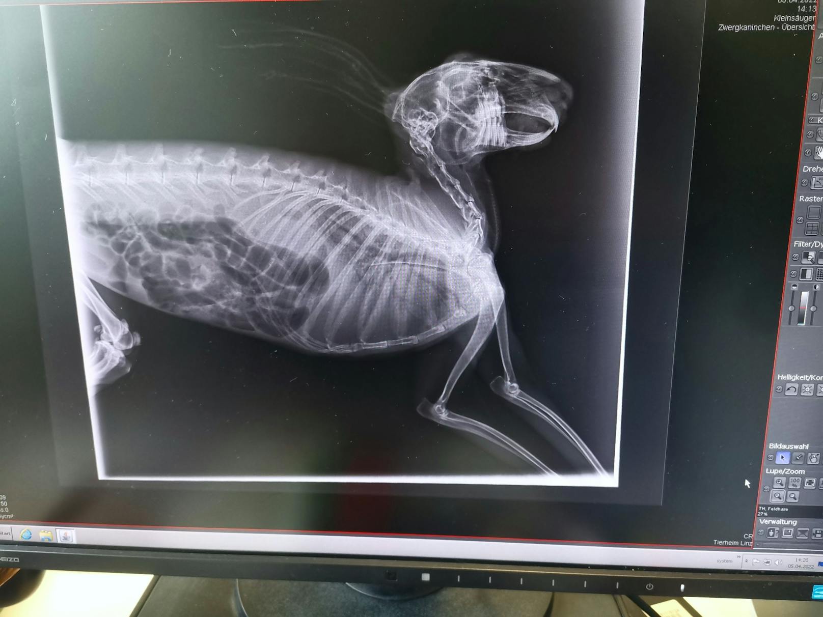 Der Tierarzt fertigte ein Röntgenbild des Hasen an.&nbsp;