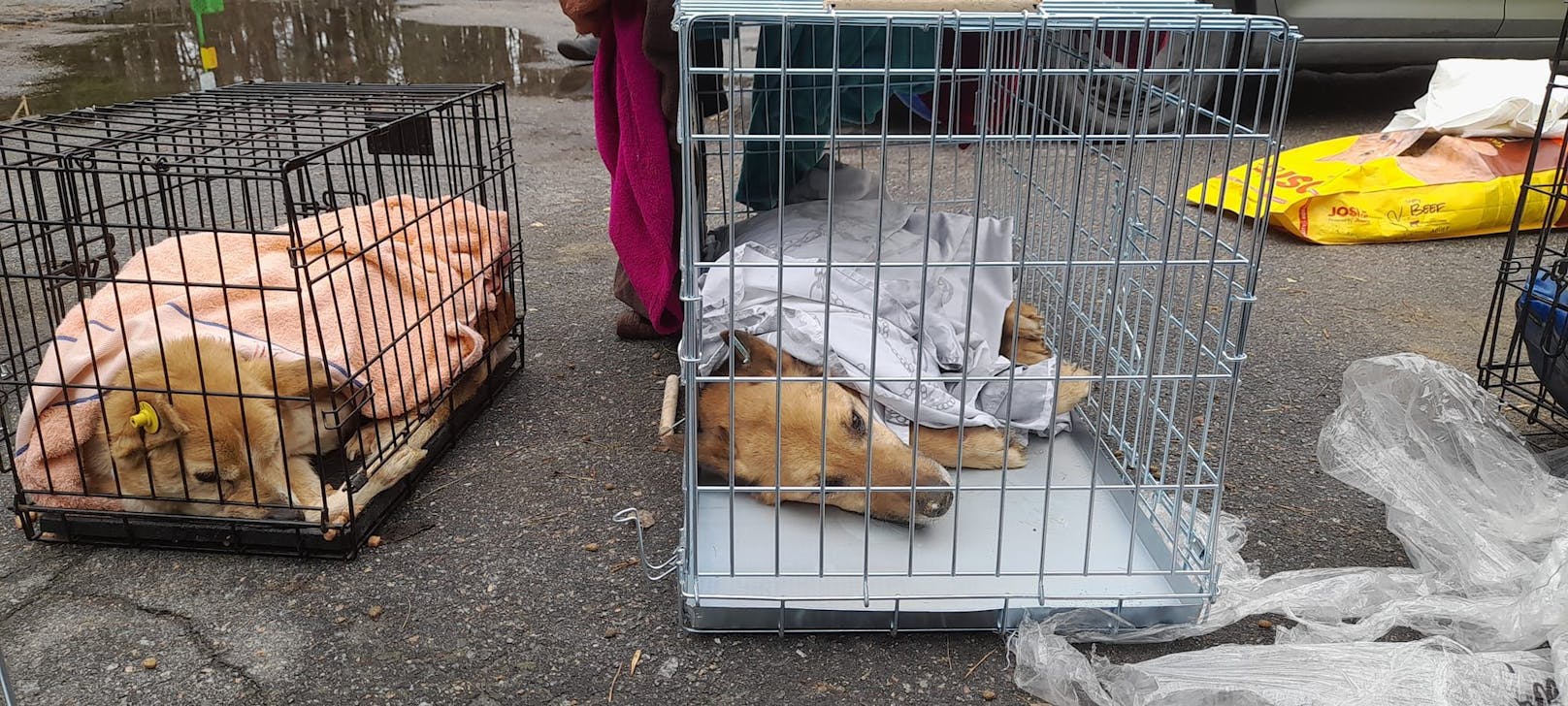 Die stark betroffenen Tiere werden derzeit privat tierärztlich behandelt.&nbsp;