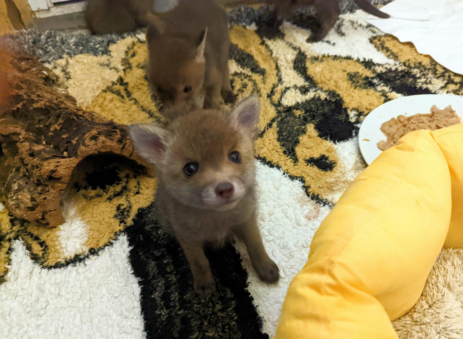 Langfristig ist geplant, die Fuchsbabys wieder in ihren natürlichen Lebensraum auszuwildern. 