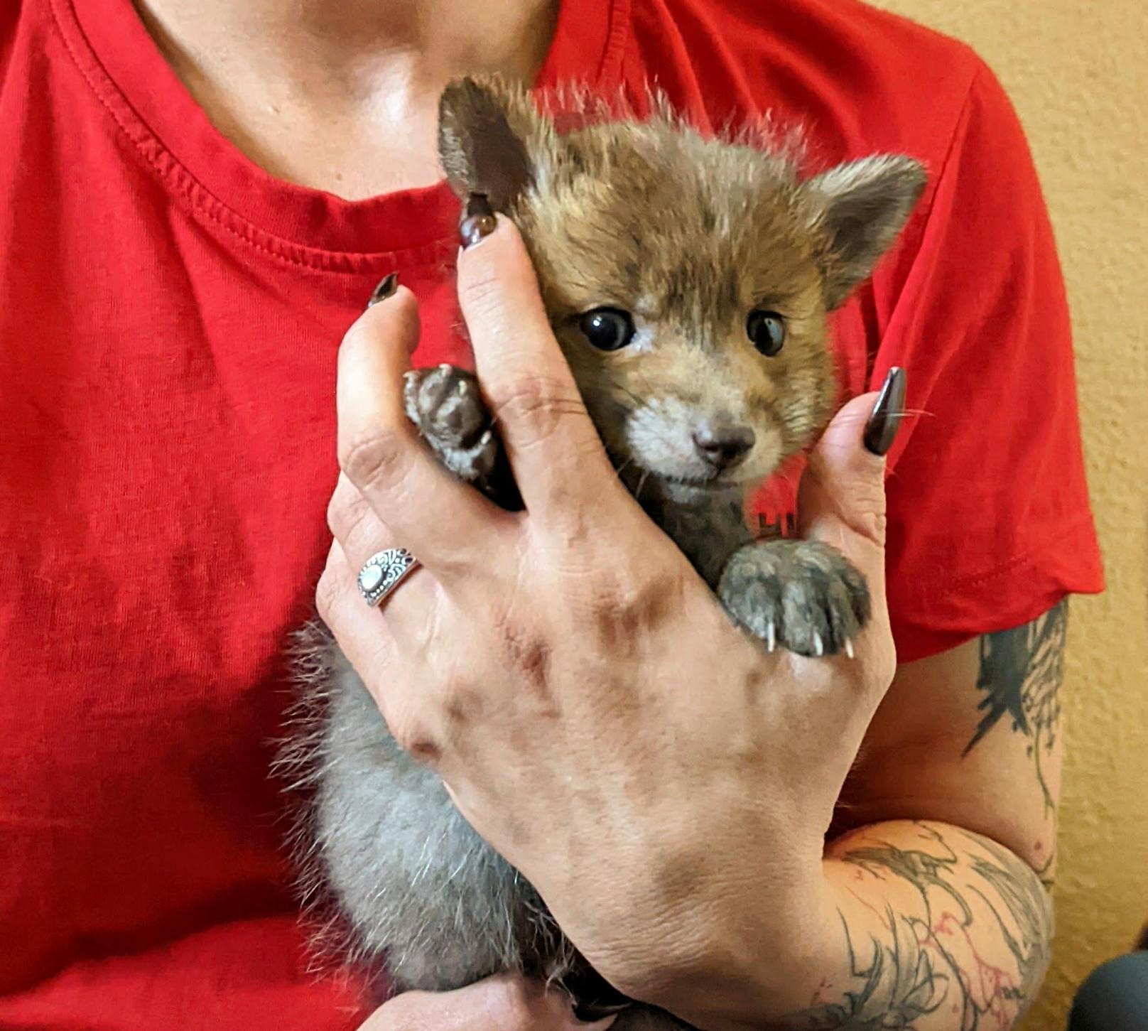 Neun von zehn jungen Füchsen geht es den Umständen entsprechend gut. Ein Fuchsbaby kämpft noch mit einer Verletzung.