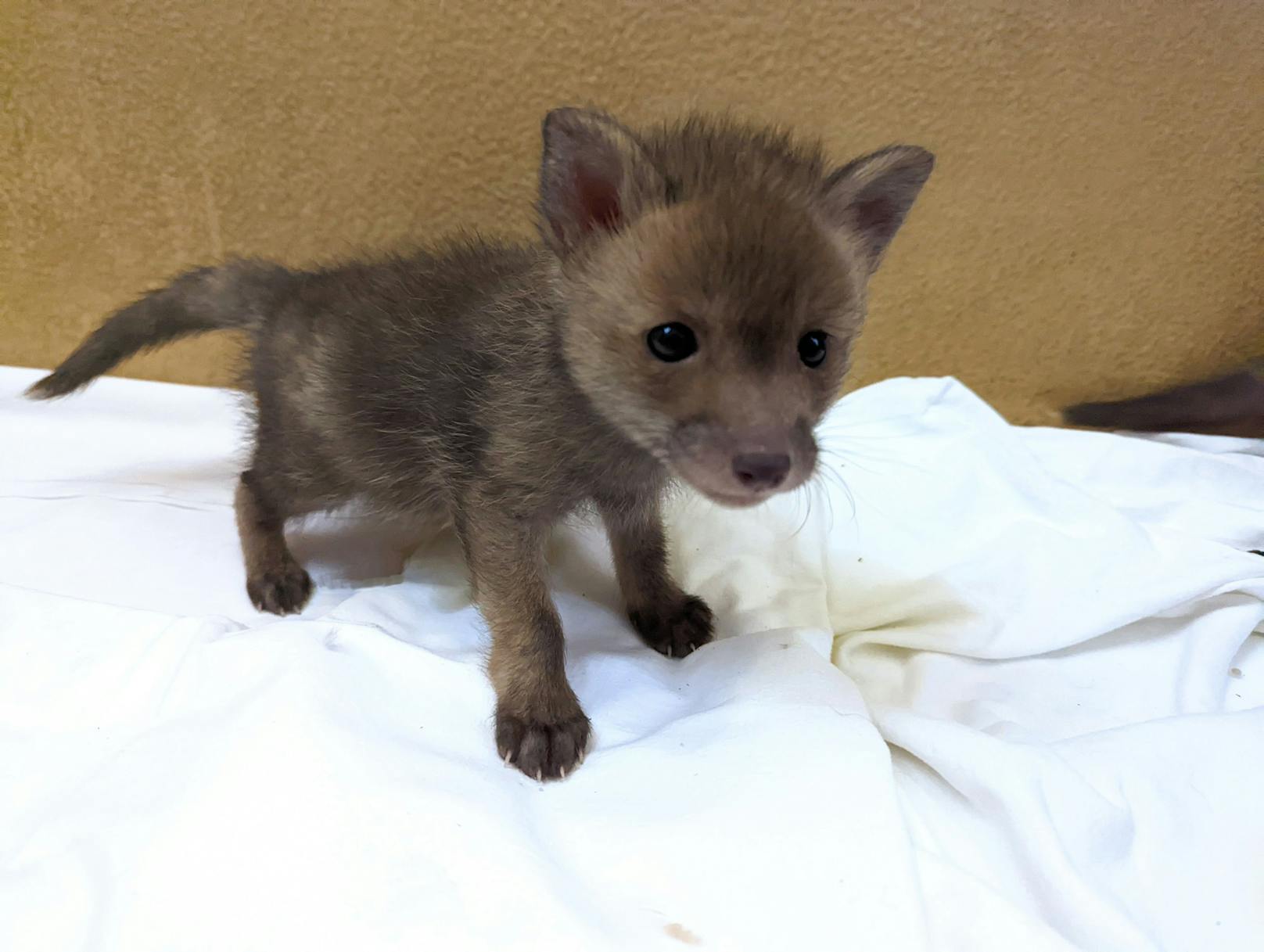 Auch Namen haben die Babys schon: Die Neuankömmlinge wurden Fix, Foxi, Cap und Capper getauft.