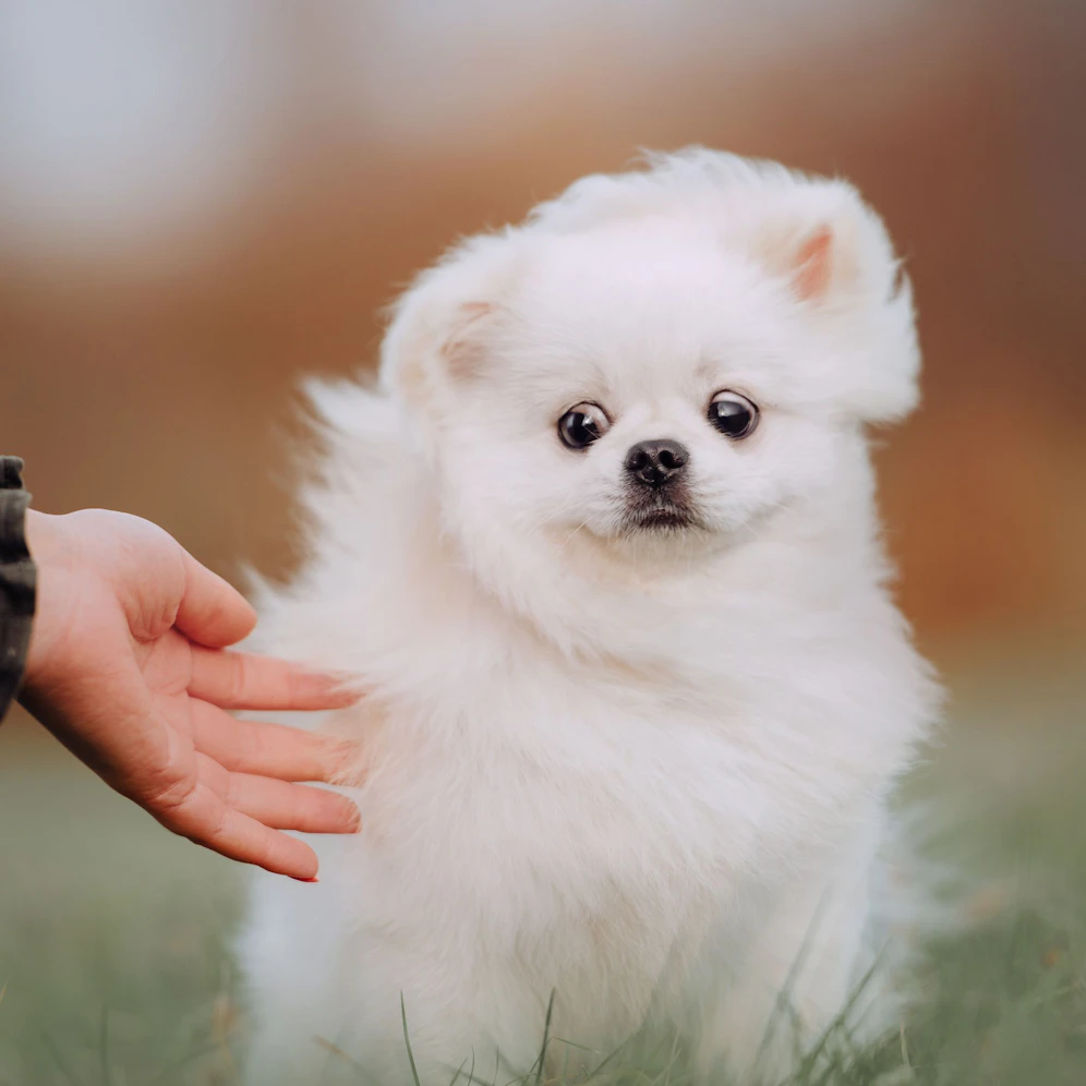 Der kleine Hund schreckt bei jedem lauten Geräusch auf.
