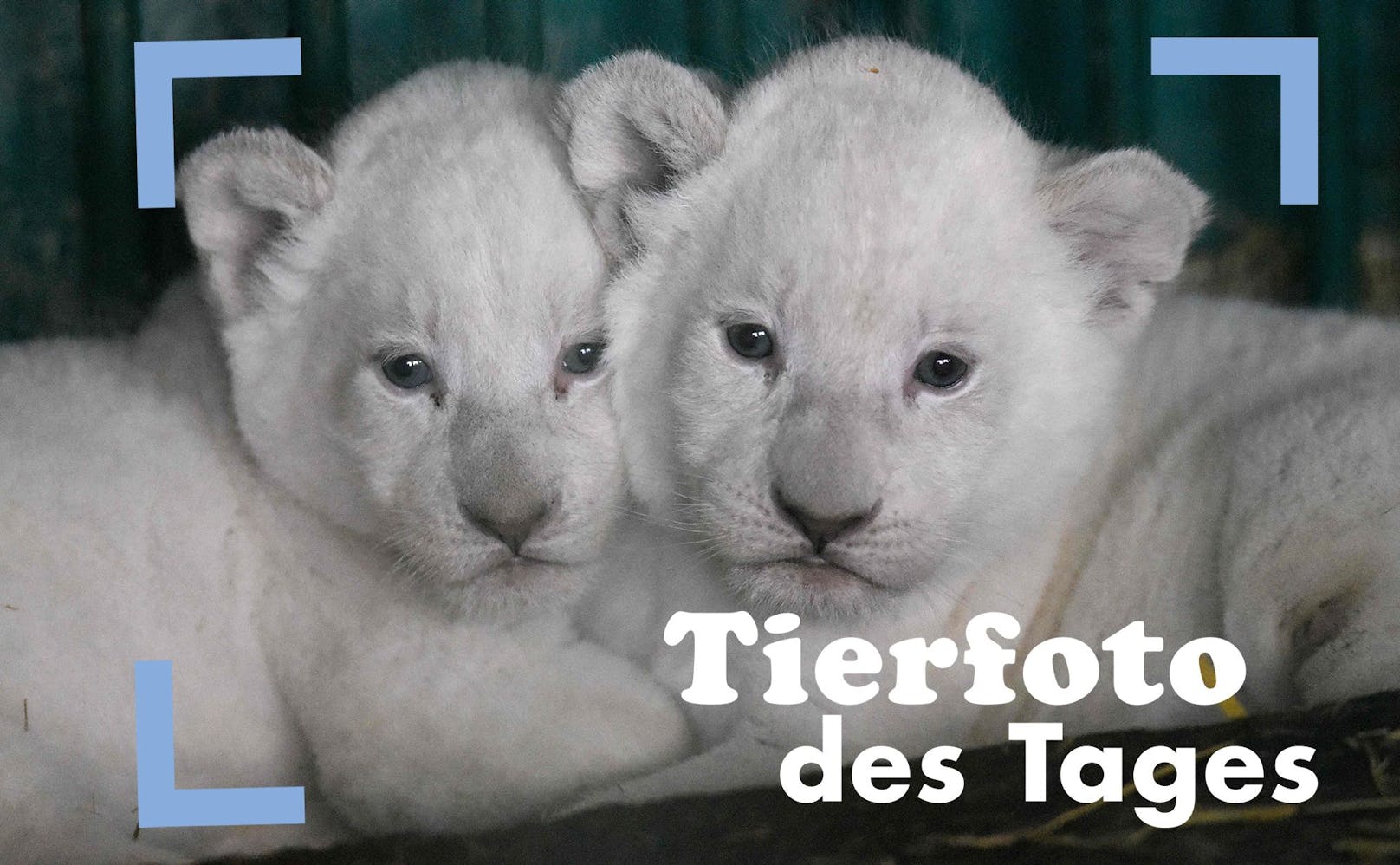 Aaaw... Eisbärchen? Nein, im Zoo von Skopje (Nordmazedonien) kamen gleich drei weiße Löwen zur Welt. 