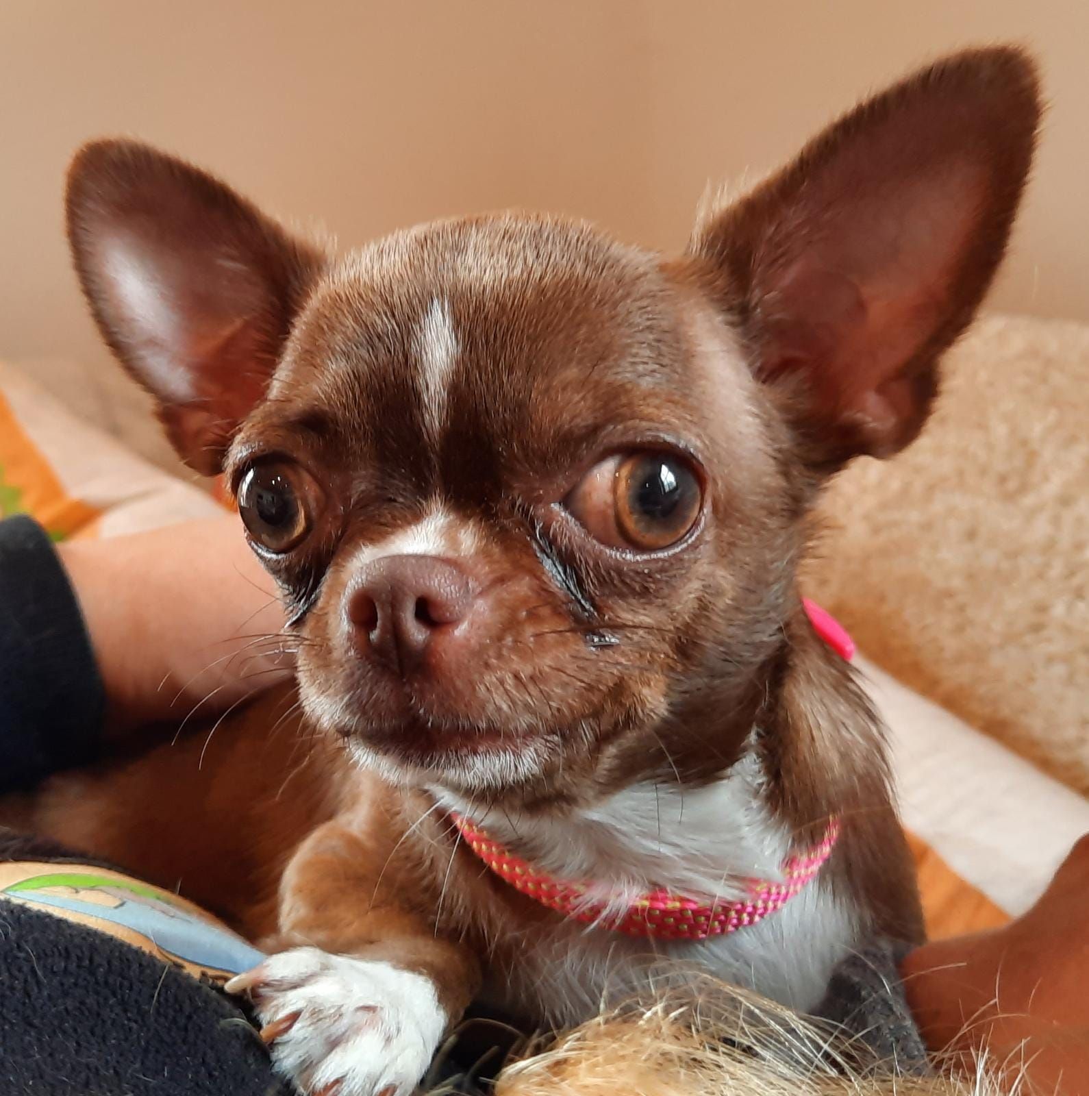 Die kleine "Luna" war vorübergehend bei der Pfotenhilfe in Lochen gut aufgehoben. 