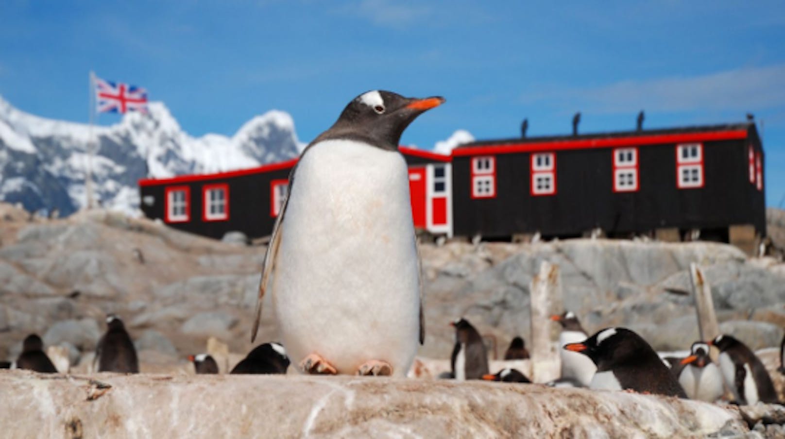 Wer die Einsamkeit und Pinguine nicht scheut und Kälte verträgt, könnte mit diesem Job in der Antarktis glücklich werden.
