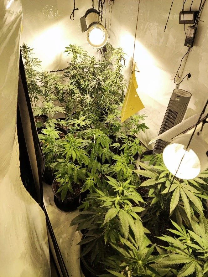 In der Wohnung des 43-Jährigen stellten die Beamten eine Indoor-Aufzuchtanlage für Marihuana sicher.