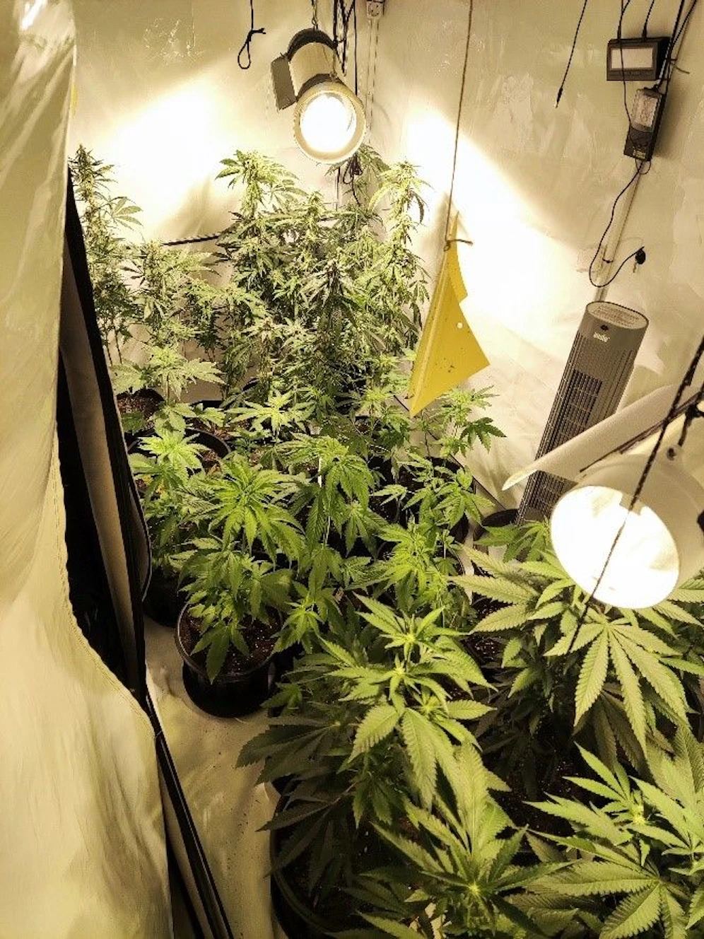 In der Wohnung des 43-Jährigen stellten die Beamten eine Indoor-Aufzuchtanlage für Marihuana sicher.