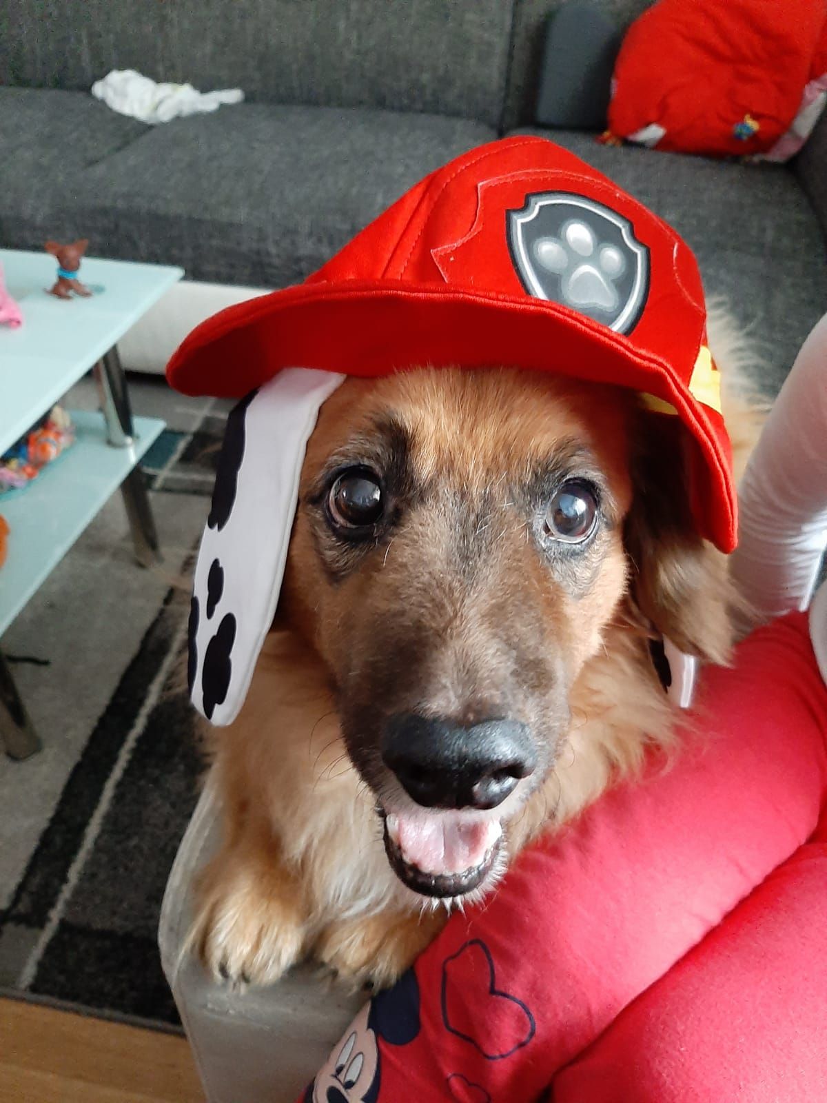 Max verstarb am 2. April nach einer letzten Gassi-Runde in seinem Körbchen.