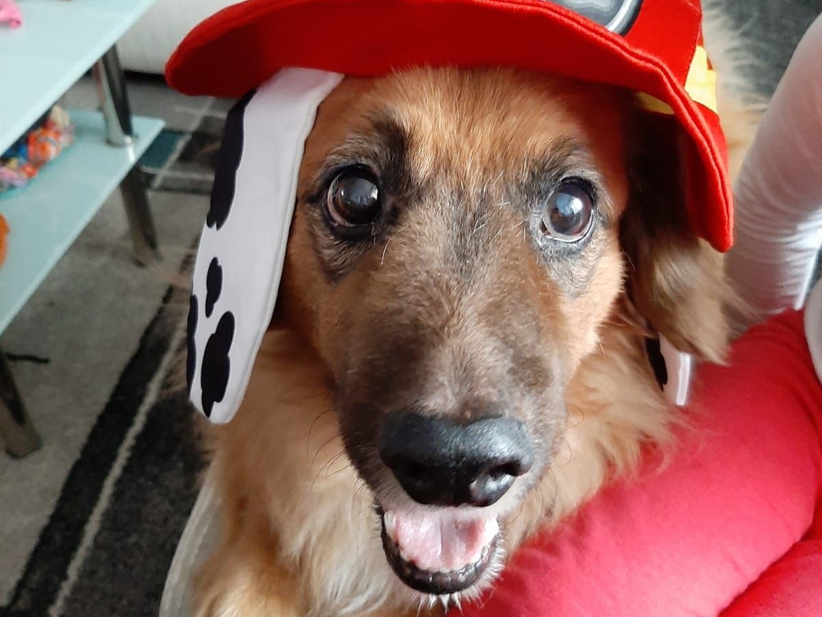 Hundesteuer für toten Hund