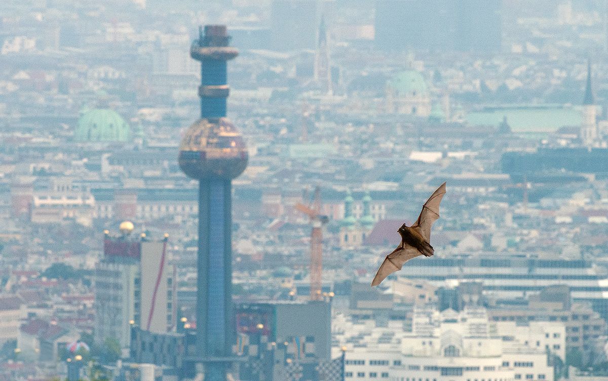 Fledermäuse fühlen sich in ganz Wien überaus wohl, über 30 Arten gibt es hier.