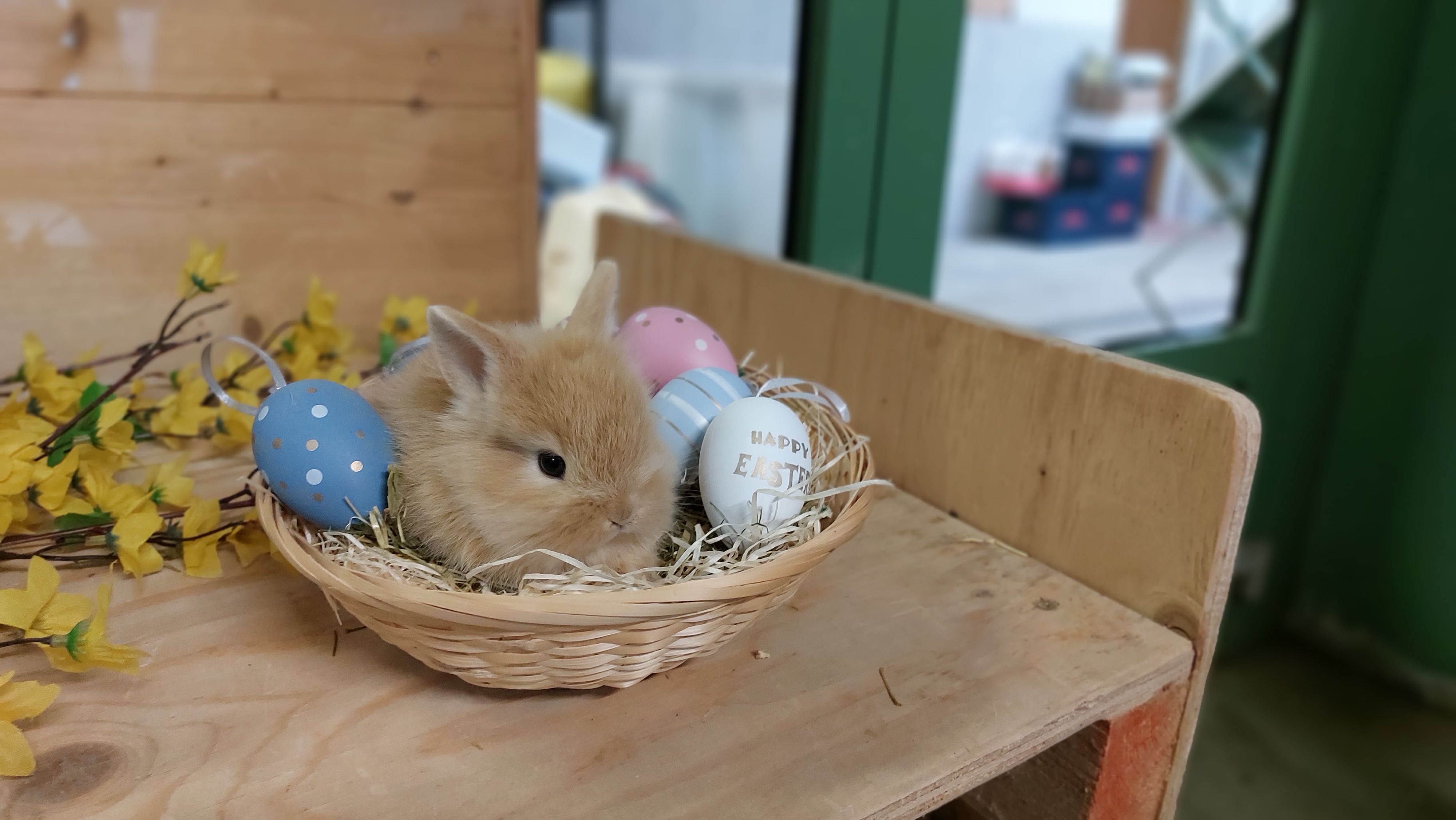 Der Tierschutz Austria startet die alljährliche Spendenaktion 