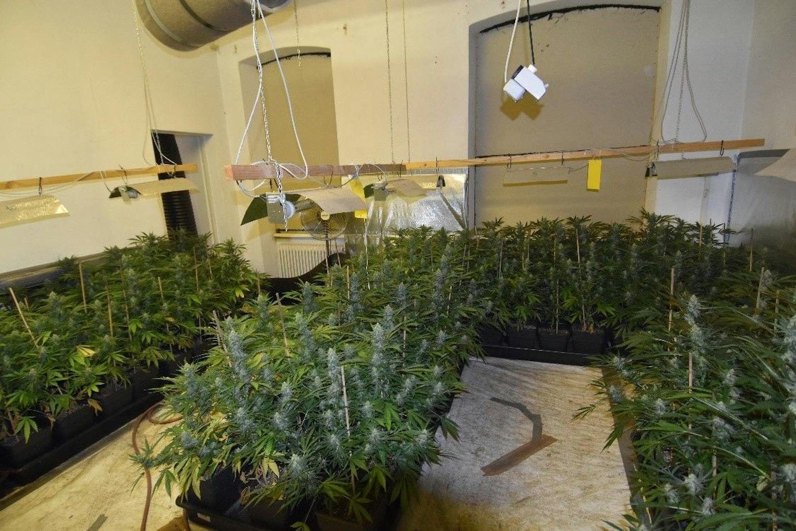 Die Beamten konnten in der Wohnung fast 80 Cannabispflanzen sicherstellen. Symbol- und Archivfoto