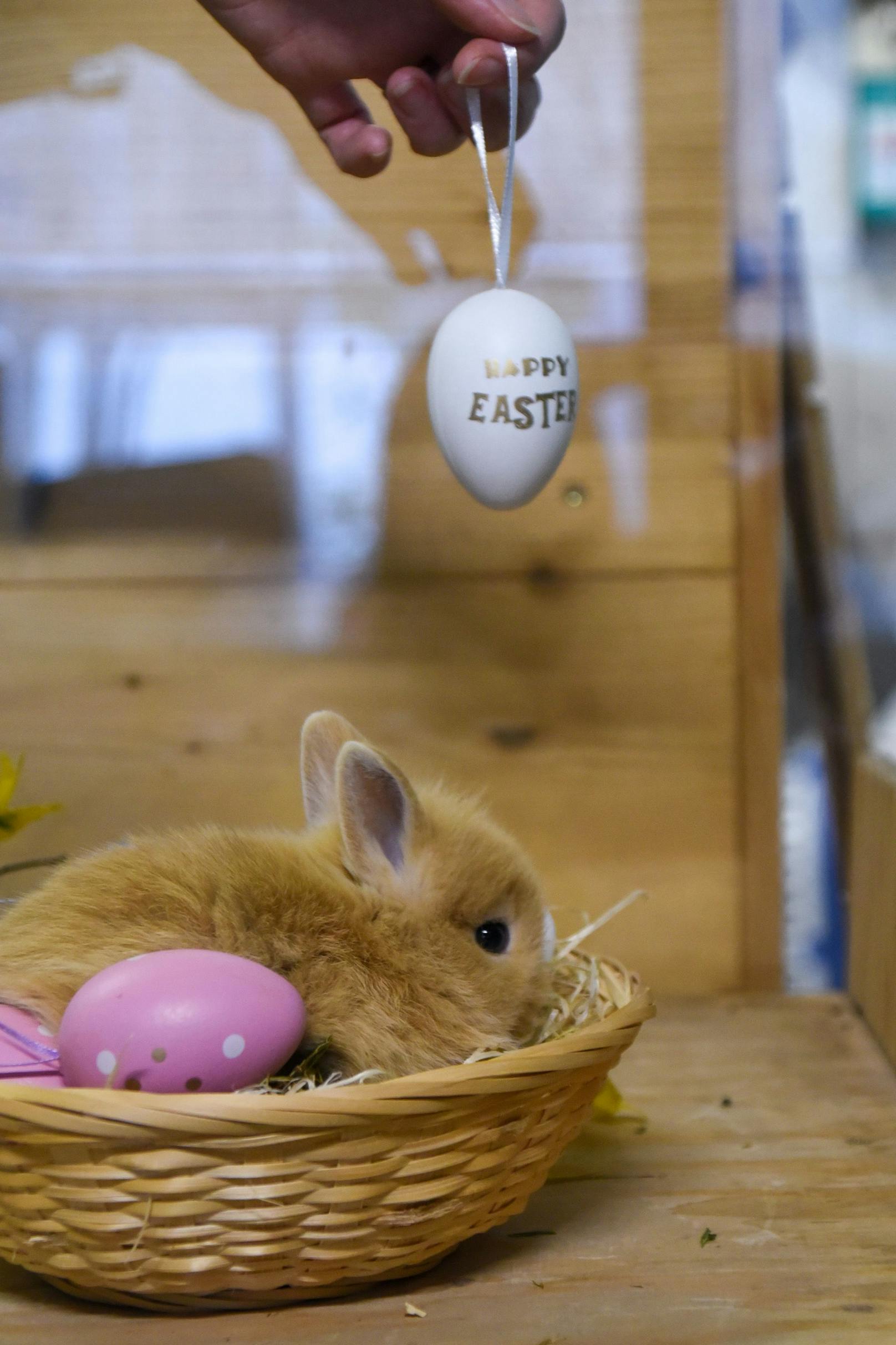 Hierbei geht natürlich nicht um bunt bemalte Eier und Schokolade, sondern um kleine Geschenke für die unzähligen Tierheim-Tiere. 