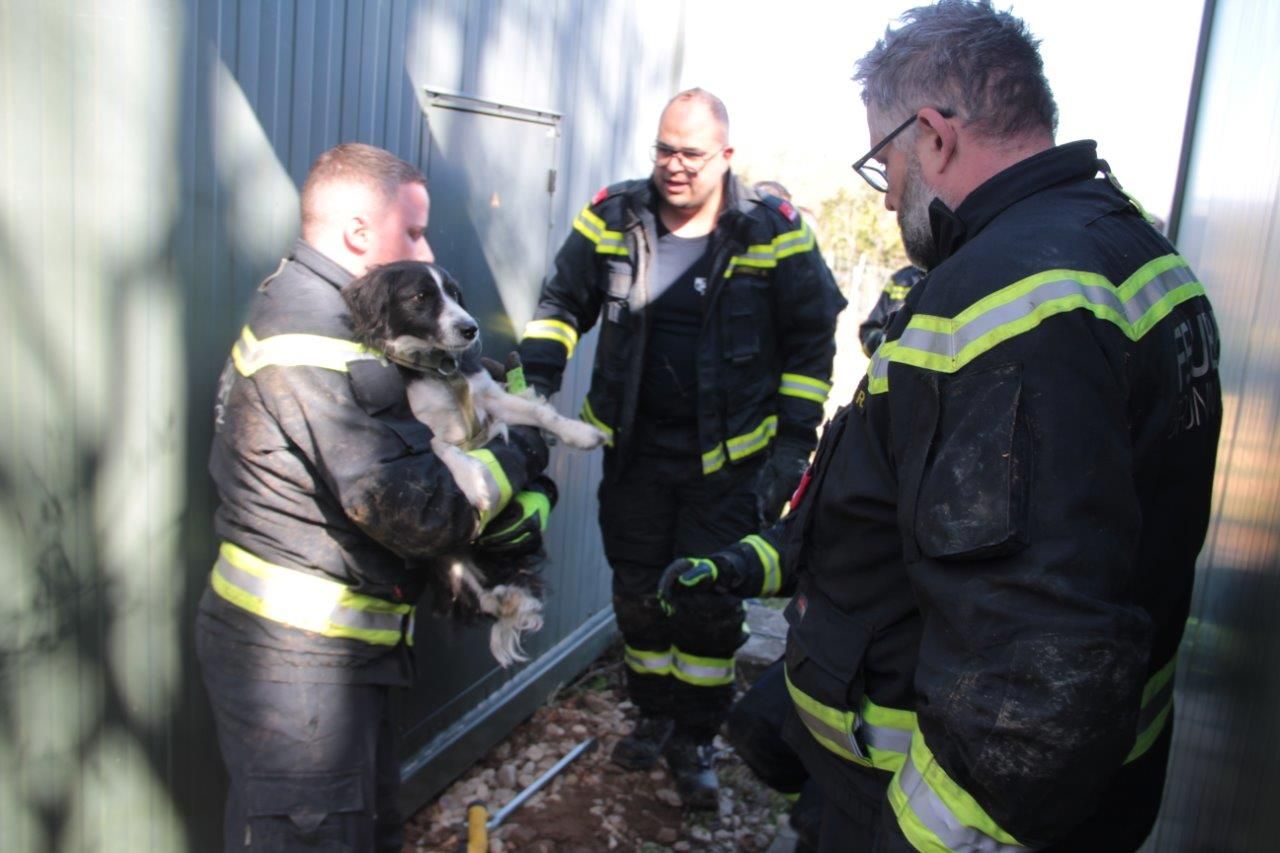 Die FF Brunn am Gebirge befreite den Hund.