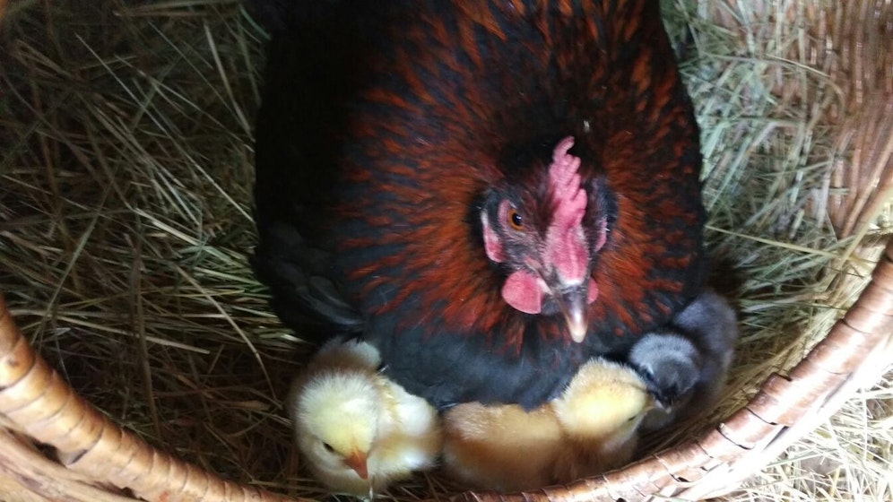 Küken, die im Nest der Glucke geboren wurden, brauchen keinen Strom - das Bild wird dem Projektnamen vollauf gerecht.