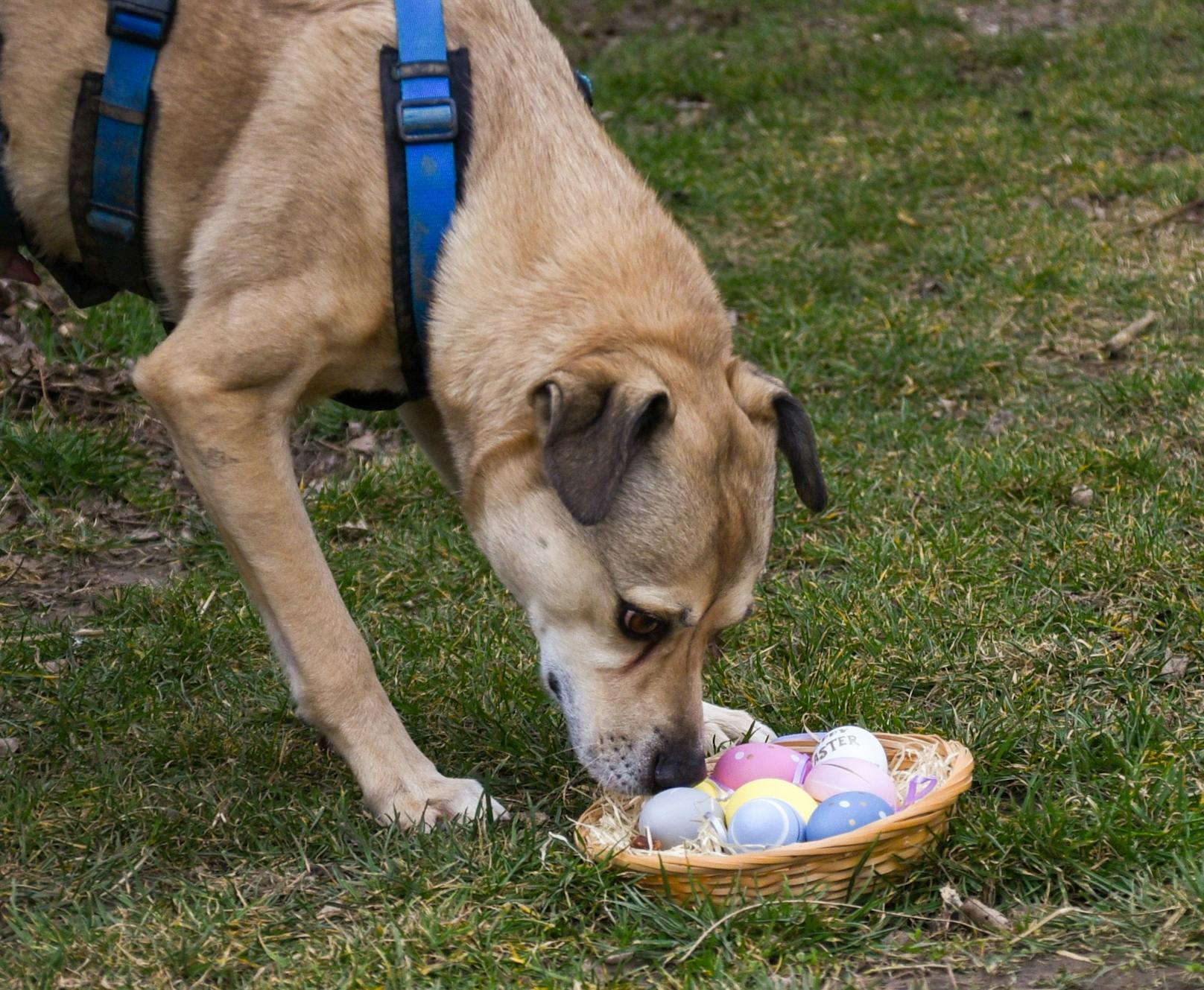 Bis inklusive Ostermontag - den 18. April - gibt es die Möglichkeit für Hund, Katze, Hase, Hamster ein Osterkörbchen zu spenden. 