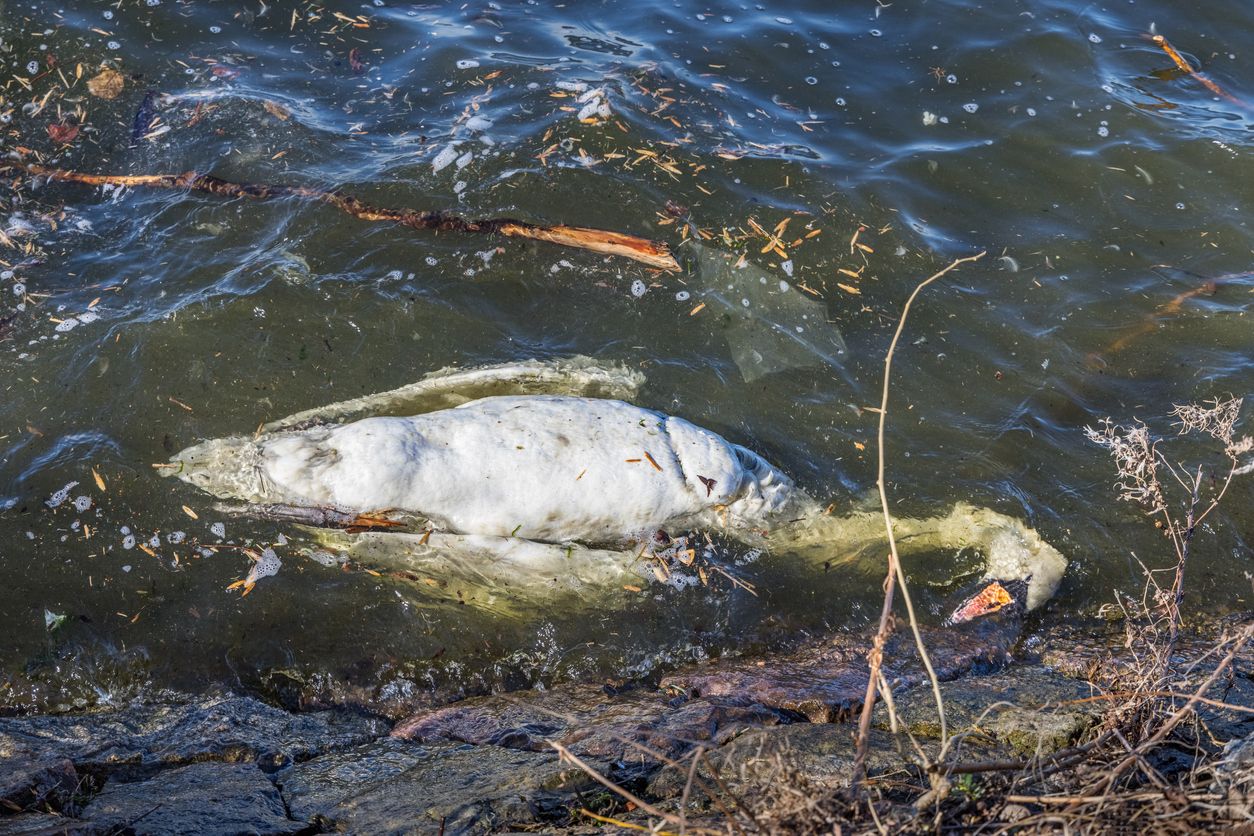 Der tote Schwan trieb leblos im Wasser.