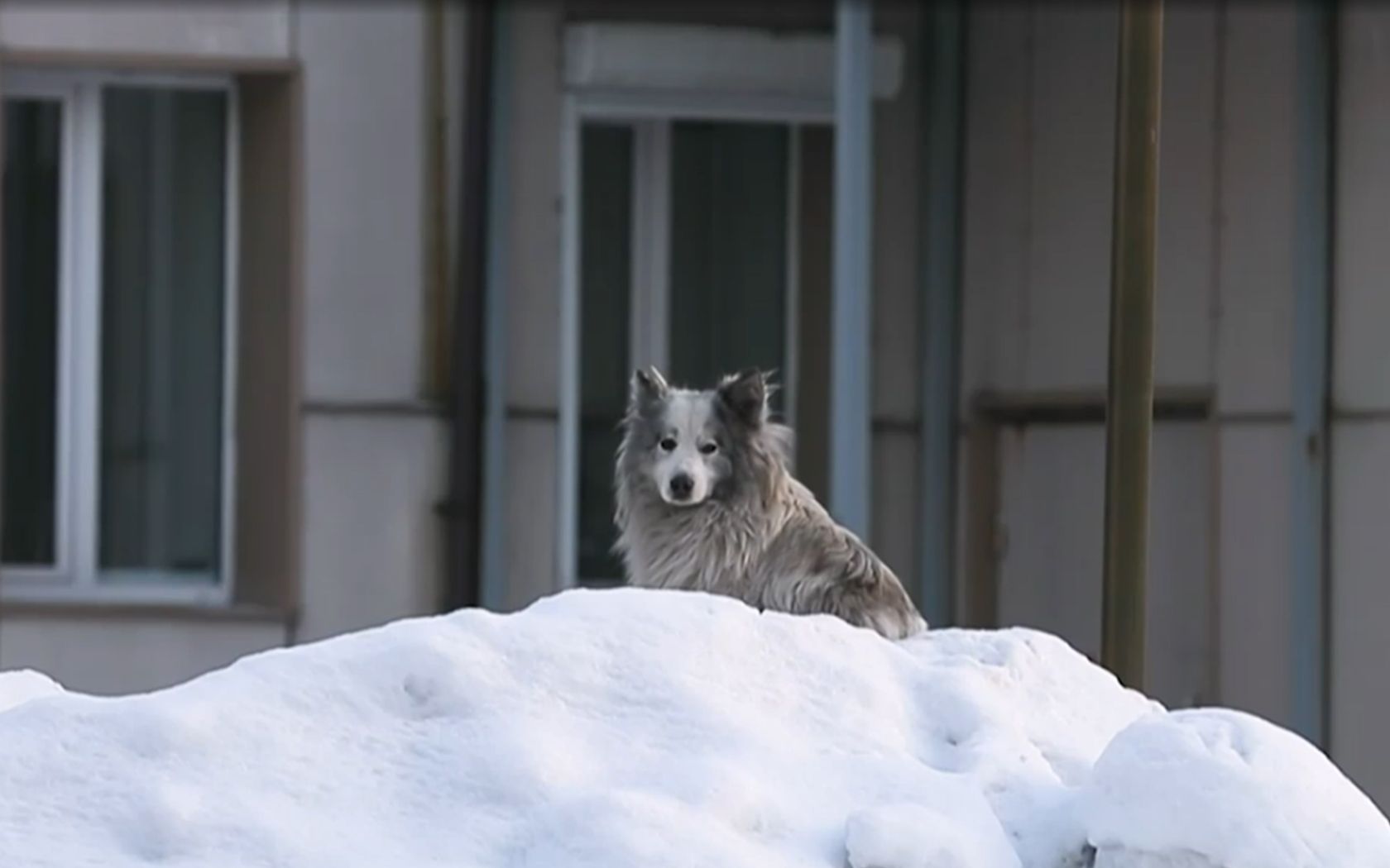 Traurig: Dieser Hund wartet seit anderthalb Jahren auf sein Herrchen ... 