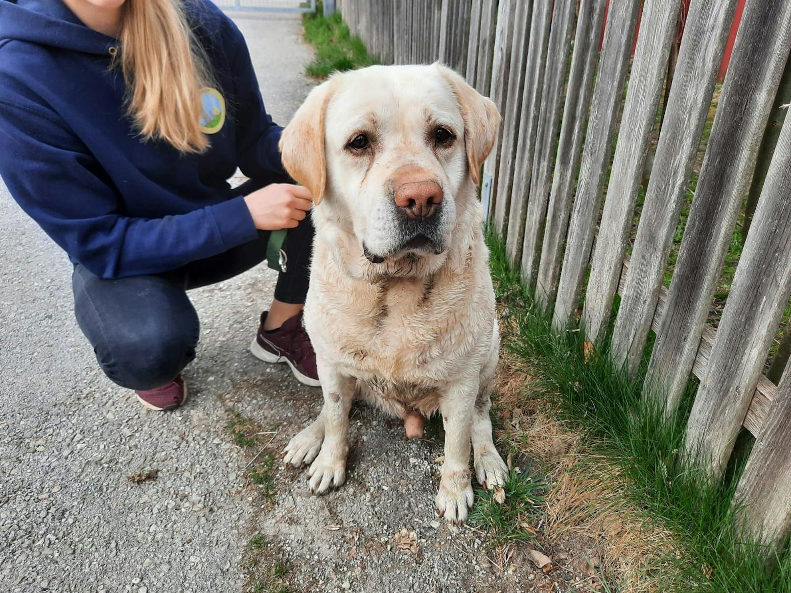 Wenn er Vertrauen gefasst hat, ist "Rocky" Labrador-typisch anhänglich und freundlich. 