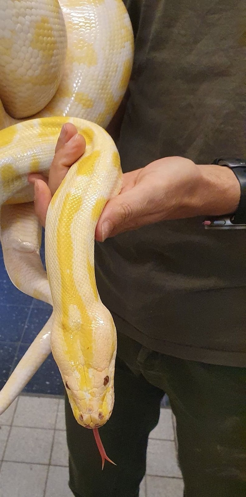 Die Mitarbeiter der Auffangstation für Reptilien in München ist froh, helfen zu können und wird sich vorerst gut um die Schlange kümmern. 