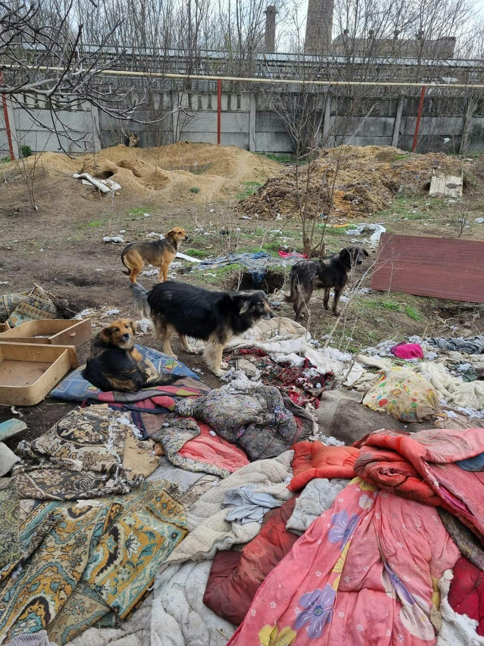 Keine Frage, auch die unzähligen, unschuldigen Tiere der Ukraine brauchen unsere Hilfe. 