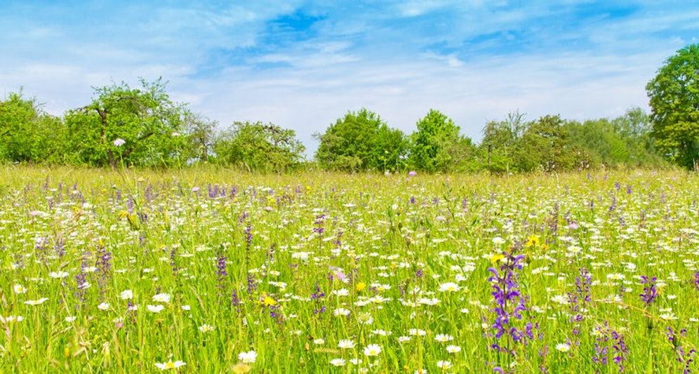Der gemeinnützige Landschaftspflegeverein Thermenlinie-Wienerwald-Wiener Becken will die letzten naturschutzfachlich wertvollen Offenland-Hotspots unserer Region erhalten und pflegen. <em>(Symbolbild)</em>