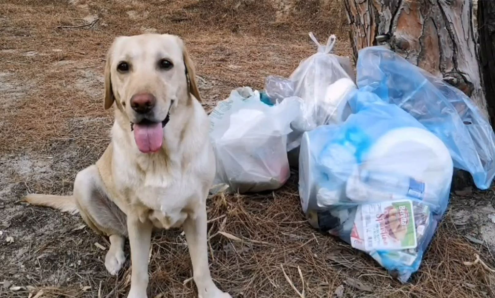Müll im Sand – so reagiert dieser Hund darauf