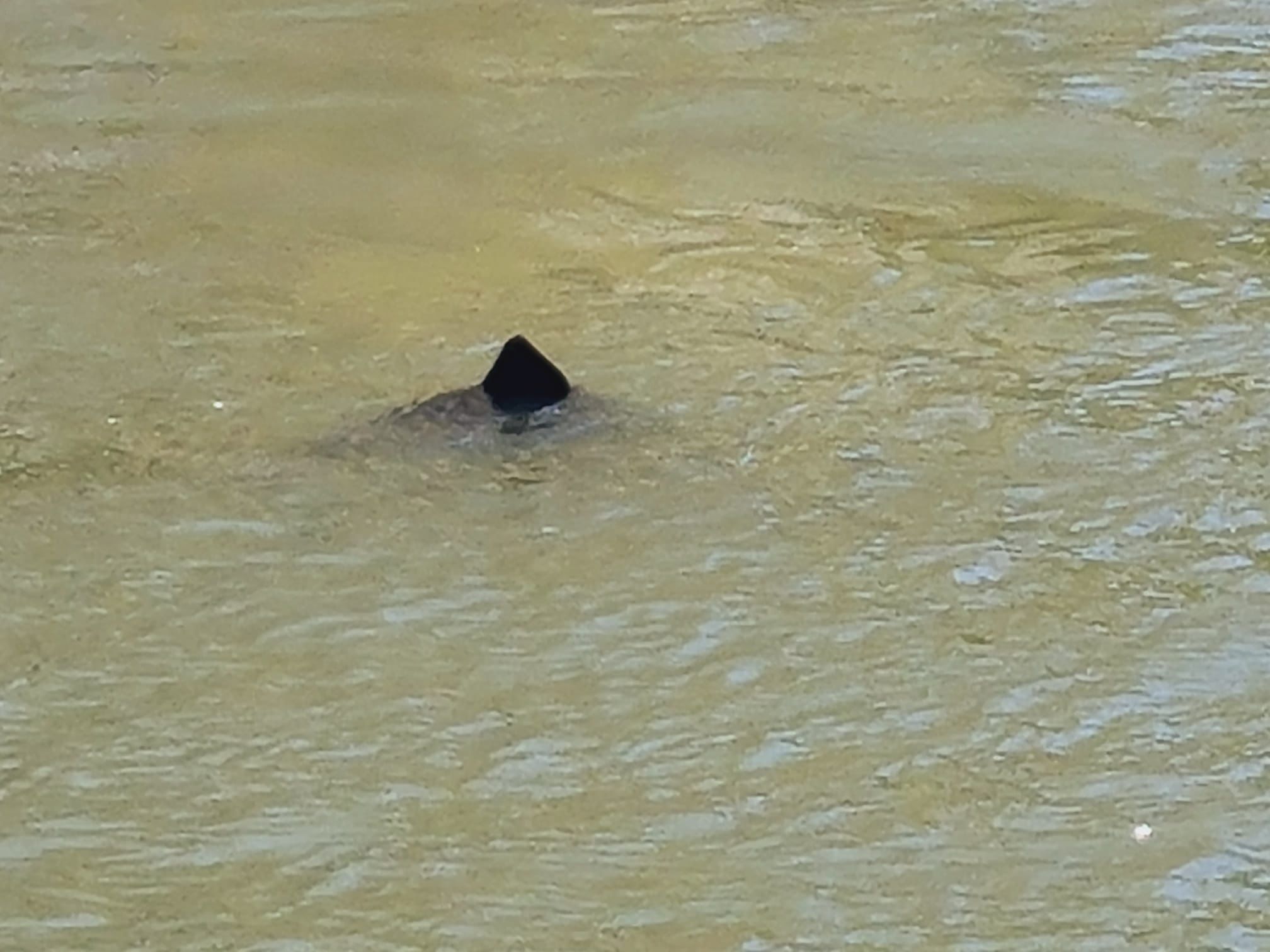 Unheimliche Sichtung im Wiener Donaukanal
