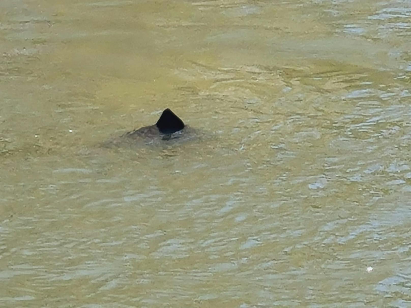 Unheimliches Video – neue Hinweise auf Wiener Donau-Hai