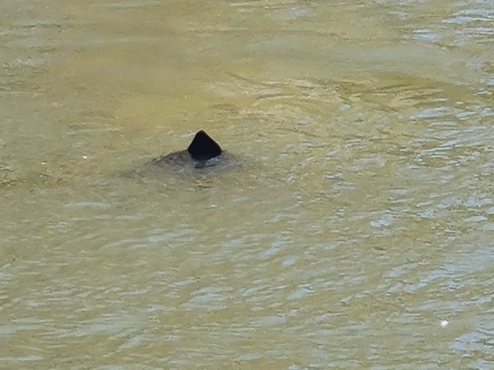 Unheimliche Sichtung im Wiener Donaukanal