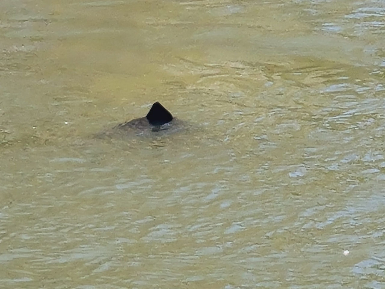 Heute.at - Unheimliches Video – neue Hinweise auf Wiener Donau-Hai