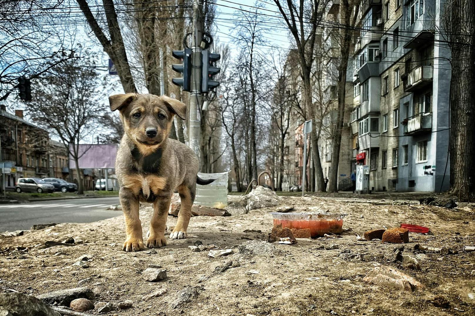 Dort sammeln sie hilflose Haustiere auf den zerbombten Straßen ein. 