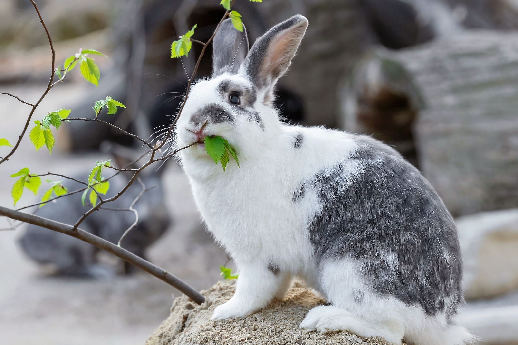 Im Tiergarten Schönbrunn geht rund um Ostern das große Schlüpfen los. Osterhase und Jungtiere zu beobachten, verkürzt auch die Zeit bis zur Ostereiersuche.