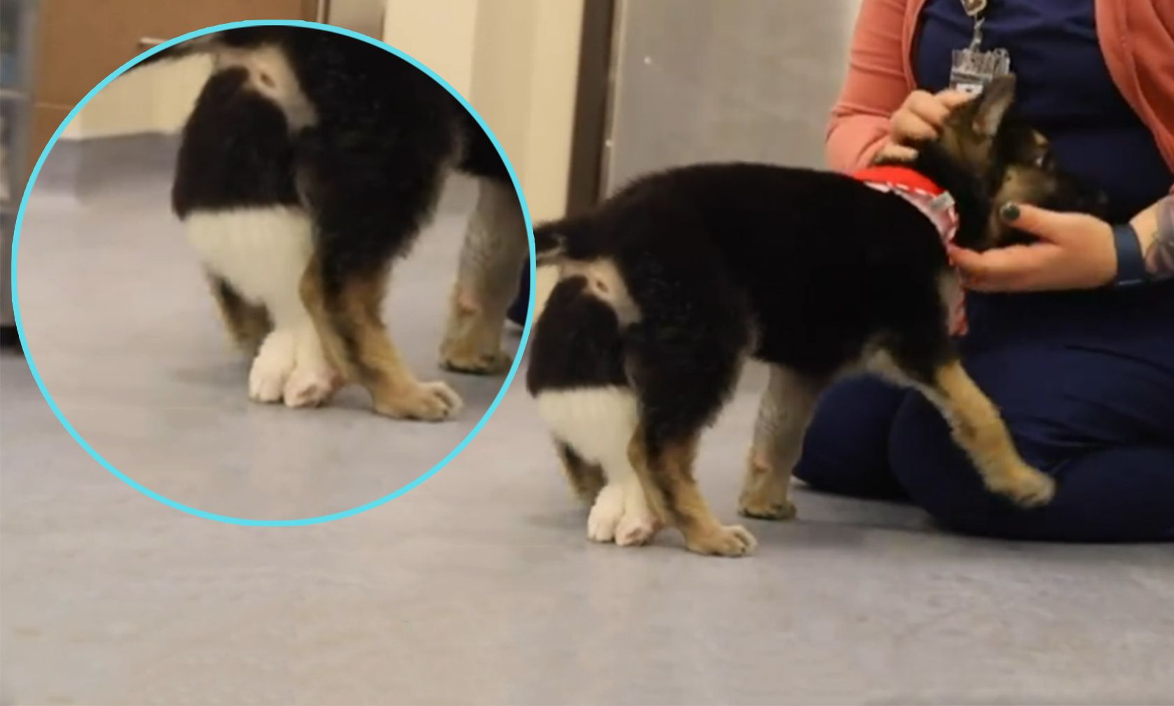 Zwischen den richtigen Beinen, baumeln noch zwei Beinchen umher. 