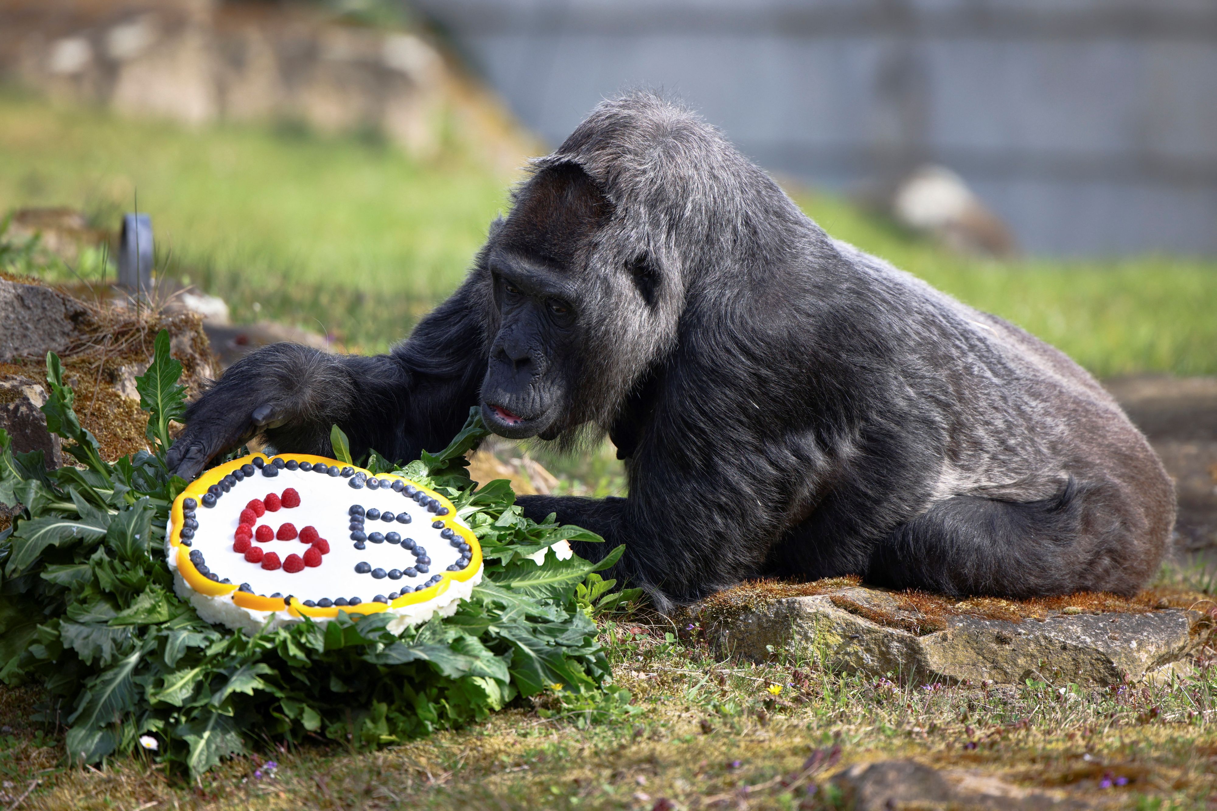 Fatou, der älteste Gorilla der Welt, bekam zu ihrem 65. Geburtstag eine Torte.