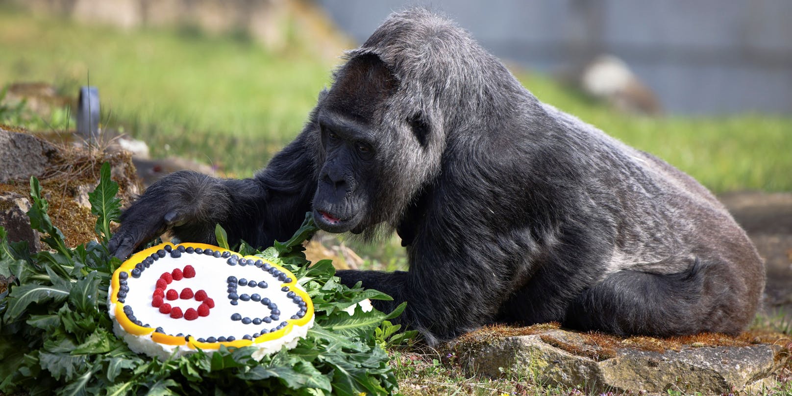 Fatou, der älteste Gorilla der Welt, bekam zu ihrem 65. Geburtstag eine Torte.