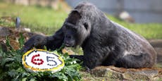 Älteste Gorilla-Dame feiert 65. Geburtstag