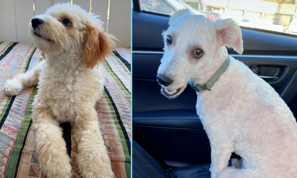 Ups... tja, selbst Rüde 