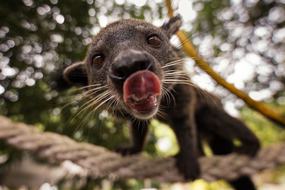 In Geschichten wird überliefert, dass die Fossa Menschenbabys klauen würde. 