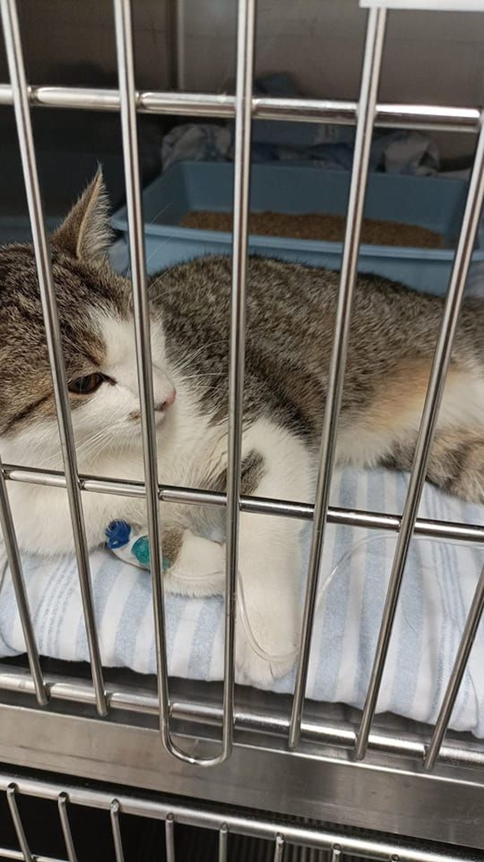 Die Katze erlitt einen Beckenbruch und sollte eingeschläfert werden.
