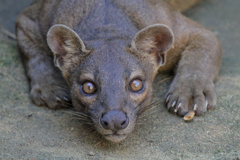 Die "Fossa" ist das größte Raubtier auf der Insel Madagaskar. 