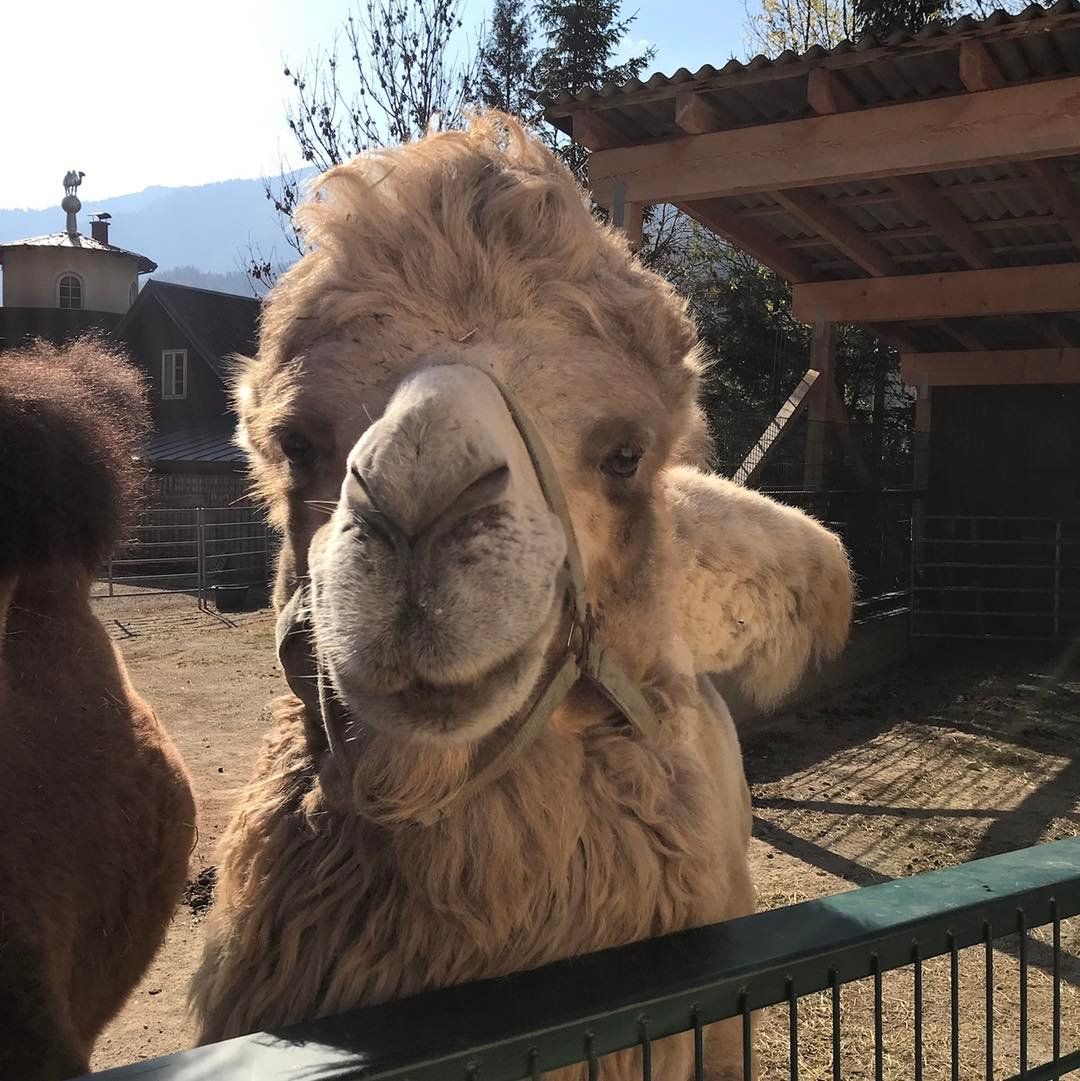 Das Team vom Weißen Zoo in Kernhof trauert um "Alibaba".