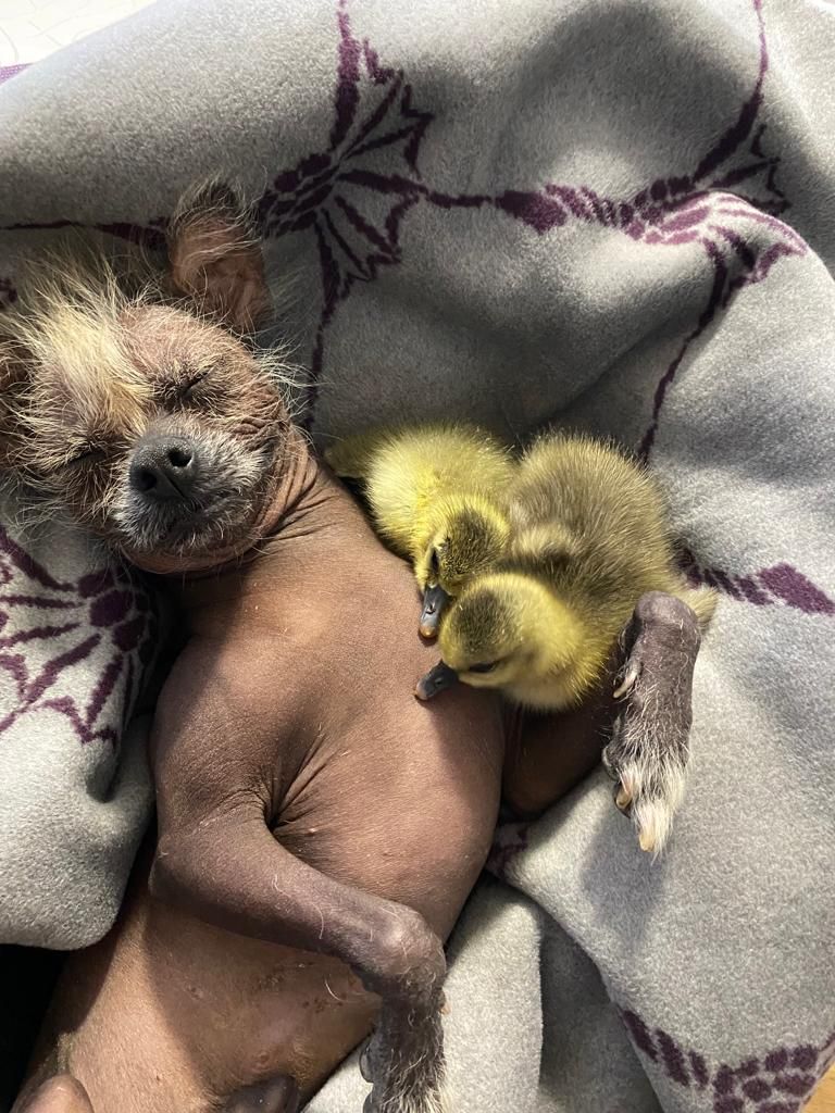Hund und Nanny Eduard