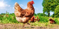 Jeden Tag ein frisches Ei – so klappt die Hühnerhaltung