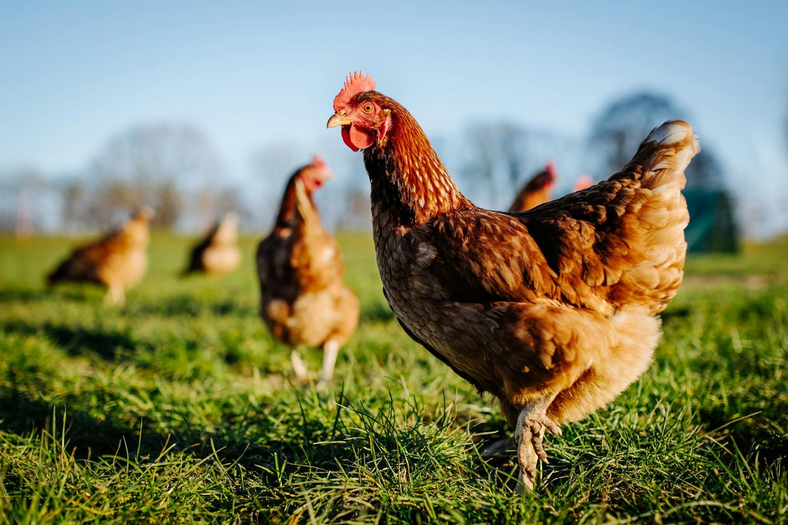 <strong>Anzahl:</strong> Hühner sollten natürlich mindestens zu dritt gehalten werden - 8m² pro Huhn sind vorgeschrieben - 20m² empfehlenswert. 
