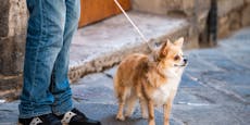 Tierhasser treibt Unwesen – Chihuahua elendig gestorben